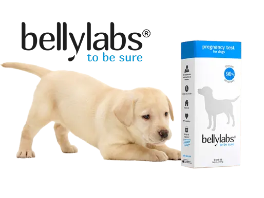 Bellylabs Pregnancy Test For Dogs - easy, safe and fast!